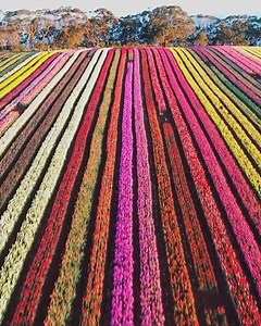 Wowza 👀 It’s not every day you get to wander amongst millions of tulips in bloom 🌷 Video: WildBonde Photography at Table Cape Tulip Farm in Discover Tasmania | Australia.com