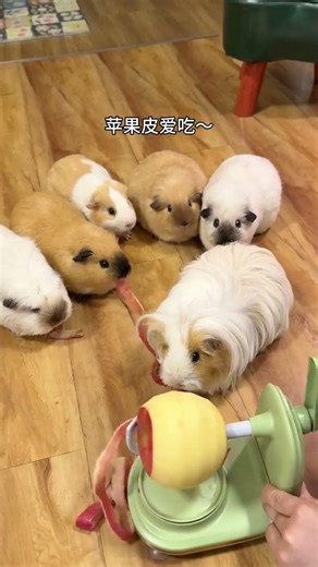 When I Raised a Group of Wet Garbage Disposers Knowledge on Pet Raising Wonderful Animals Advanc