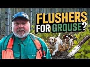 Lab's First Real Test Against a Hunting Springer