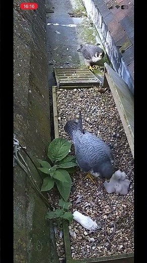 Peregrine falcon chicks visit St Albans cathedral live cam #viral #nature #peregrine_falcon