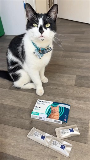 Struggling with fleas on your cats?🪳 Check out ‪@FleaSolveOfficial‬ ’s Spot-On Flea Treatment🐱