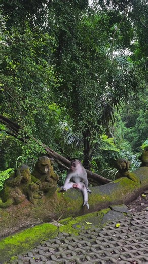 Explore the Ubud Monkey Sanctuary in Bali