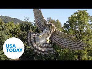 Drone damaged by striking hawk in West Virginia | USA TODAY