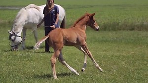 Scientists introduce cloning technology to create 'super-horses'