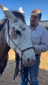 116K views · 2.4K reactions |  Bridling a mule like a pro! 鸞 Stay calm, move slow, and let trust lead the way. Watch these simple steps to get your mule ready for the ride!  #MuleTraining #FarmLife #EquestrianTips | Cross Country Equine | Facebook