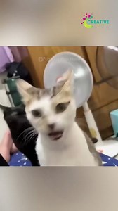 She sat in the litter box for fun. | Creative Company