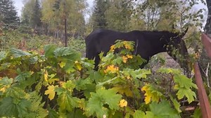 17K views · 2.7K reactions | Alaska. Now. Devil’s Club sandwich. #raneyranch | Marty Raney | Facebook