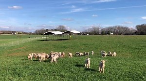 4.7K views · 216 reactions | The first signs of Spring  | Clemson University's College of Agriculture, Forestry & Life Sciences | Facebook