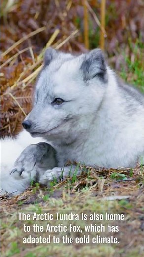 Incredible Facts About the Arctic Tundra