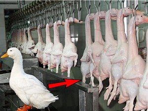 [Hot Item] Chicken Duck Goose Killing Slaughter Machine Poultry Abattoir Equipment for Sale