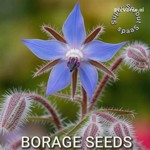 Borage (Borago officinalis), also known as starflower, is a fast-growing, low-maintenance annual herb known for its culinary, medicinal, and gardening benefits. It is an excellent pollinator attractant and readily self-seeds, making it a reliable addition to many gardens. Medicinal uses Traditional remedies: Historically, borage was used for depression, fevers, and respiratory ailments. Modern applications: Borage seed oil, which contains gamma-linolenic acid (GLA), is used for conditions like r