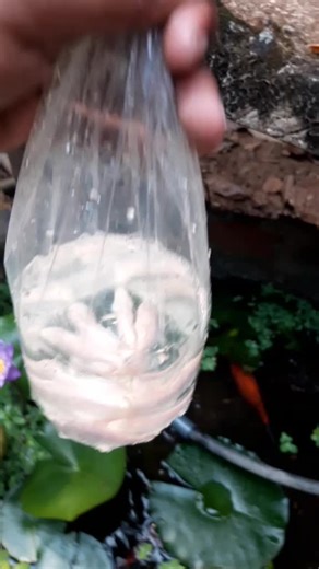 #nature#srilanka#fish