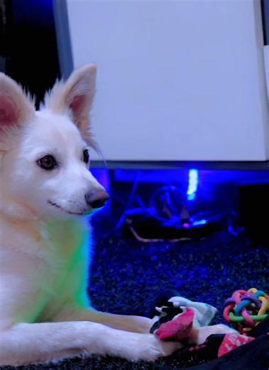 Dog vs Socks: A Hilarious Showdown