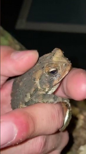 What’s the difference between Frogs and Toads?!