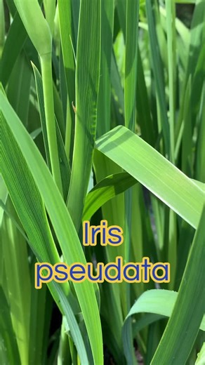 Happy Winter Sale Now on select plants @ https://mrperennial.etsy.com Super fast, 2-3 day reliable shipping. I sell healthy living perennials and succulent plants grown naturally outside naturally that will thrive in gardens across the country! . . . . . . . . . . . . . . #springflowers #springgarden #winter #landscape #plants #naturelover #naturephotography #nature #nativeplants #plantlover #perennials #photographer #landscape #garden #gardendesigner #nativeplants #plantsmakepeoplehappy #winter