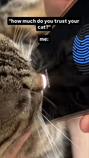 Trust level 1000% #cat #meowmeow #funny #meow | Meow Meow