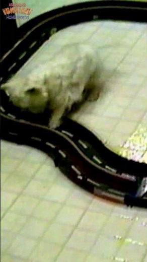 The funniest Star Trek reboot you’ve ever seen! 🖖😂 #afv #funnydog #shorts