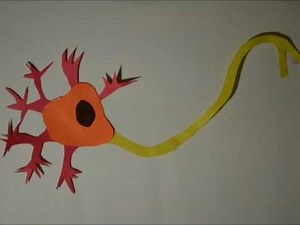 Nerve Impulses and Action Potentials