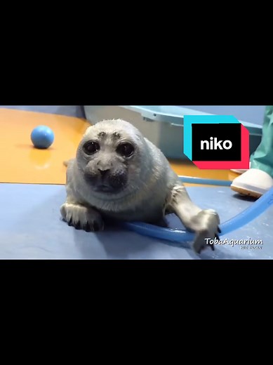 Niko the Seal to Seal's 'Say My Name' | The One and Only Niko