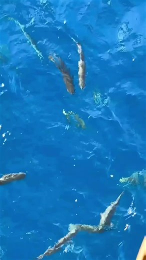 Exploring Sea Life on Ship Life