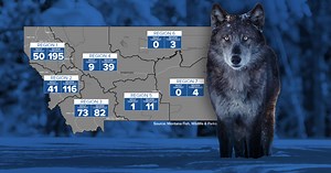 Wolf hunting season in Montana features several changes