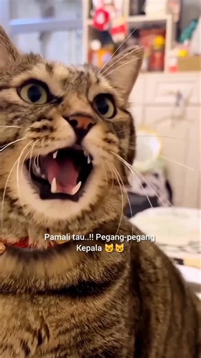 753K views · 25K reactions | when a cat is angry, hold its head #cat #cats #catlover #reels | Raja Pop Corn | Facebook