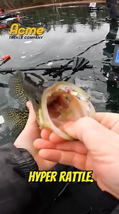 4.9K views · 182 reactions | Giant crappie for @cody_solberg! Nice catch! Get your Ice Hyper Rattle here: https://www.acmetackle.com/collections/hyper-rattle-glide-hammer/products/ice-hyper-rattle | ACME Tackle Company | Facebook