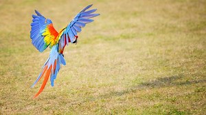 Aves Brasileiras: 26 Espécies, Fotos, Vídeos, Saiba Mais!