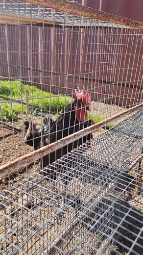 The #australorp flock is out checking out their private pecking yard.