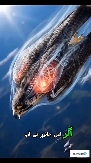 Peregrine Falcon Speed: 380 km/h Dive - Is It Deadly?
