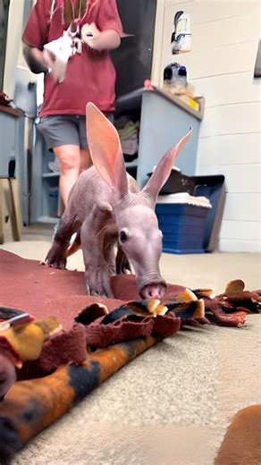 Aardvark ❤️‍🔥 Cute & Quirky Critter! | 1 Minute Animals Ready to meet the AARDVARK? With ears like a rabbit, a pig-like snout, and bear-like claws, they're fascinatingly mysterious! #Aardvark #Aardvarks #WildAardvark #wildlife #cuteanimals | 1 Minute Animals