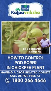 16K views · 211 reactions | Pod borer is a major pest of chickpea, causing significant damage to flowers, pods, and seeds. Effective control of this pest requires an integrated pest management (IPM) approach, which combines cultural, biological, and chemical methods. Having a crop related doubt? Call us for free at 1800-266-4646 (Kalpavriksha Kisan Helpline) & our team will help you out. #parachutekalpavriksha #Kalpavriksha #chickpeas #chickpeaplant #borer #podborer | Kalpavriksha | Facebook