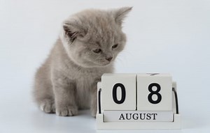 The Months of the Year in English | FluentU English Blog