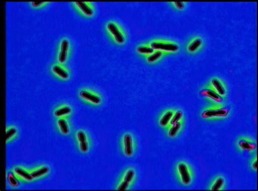 13K views · 70 reactions | Forensic Files Core Evidence 4 | Forensic Files 2024 | Facebook