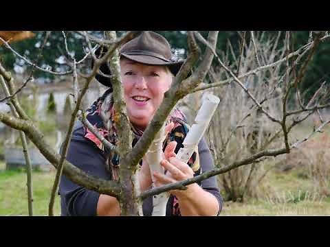 How to Use Tree Guards!