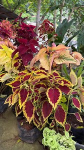 Brenda Mage on Reels