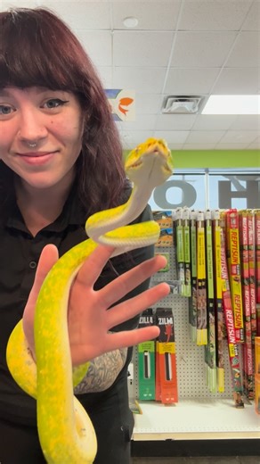 House Of Pets Inc. on Instagram: "Green tree pythons get such a bad reputation, but if you work with them they can be so sweet! #snake #greentreepython #pythons #pets #animals"