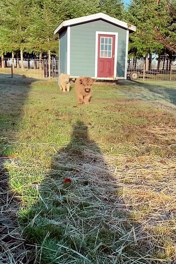 Charming Morning Farm Chores with Scottish Highland Cows