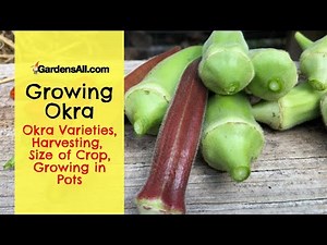 Growing Okra: Okra Varieties, Harvesting, Size of Crop, Growing in Pots | GardensAll.com