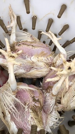 Homemade Chicken Plucker Machine for Efficient Defeathering