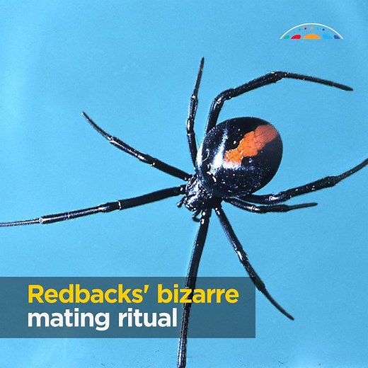 1.3K reactions · 202 shares | The redback is an iconic Australian spider and the females have a very bizarre mating ritual! At the World Science Festival Brisbane, we uncovered their web of secrets. | Australian Academy of Science | Facebook