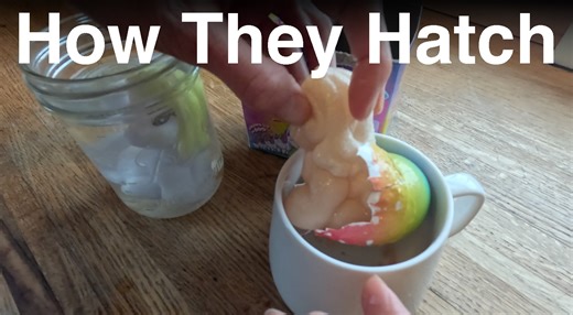 Watch HOW THEY HATCH Dan&Darci Unicorn Eggs! on Amazon Live