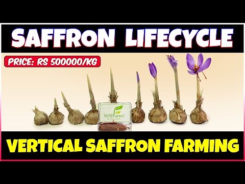 Vertical Saffron Farming | Saffron Lifecycle