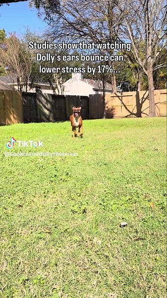The ears and that smile = instant stress reliever!! 😍❤️ #boxer #boxersoftiktok #boxerdog #dogsoftiktok #doglife