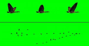 Flock Of Birds Geese Stock Motion Graphics SBV-320887780 - Storyblocks