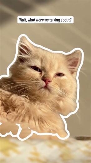 Error 404: Thought not found #cat #catreels