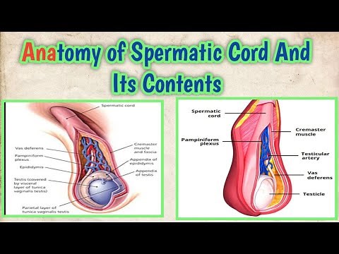 Spermatic Cord And Its Contents ( Complete Anatomy )
