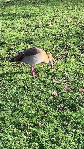 #wildente #wildgänse #wildenatur #wildbirds #goose #ruhe #duck #schwan