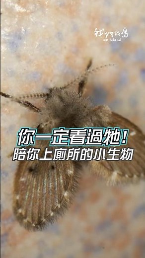 《昆蟲小知識系列》你所不認識的鄰居 #蛾蚋｜公視我們的島 #short
