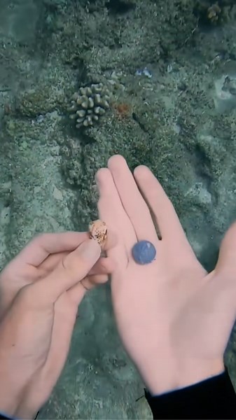 Diving for Seashells – Peaceful Moments Beneath the Waves